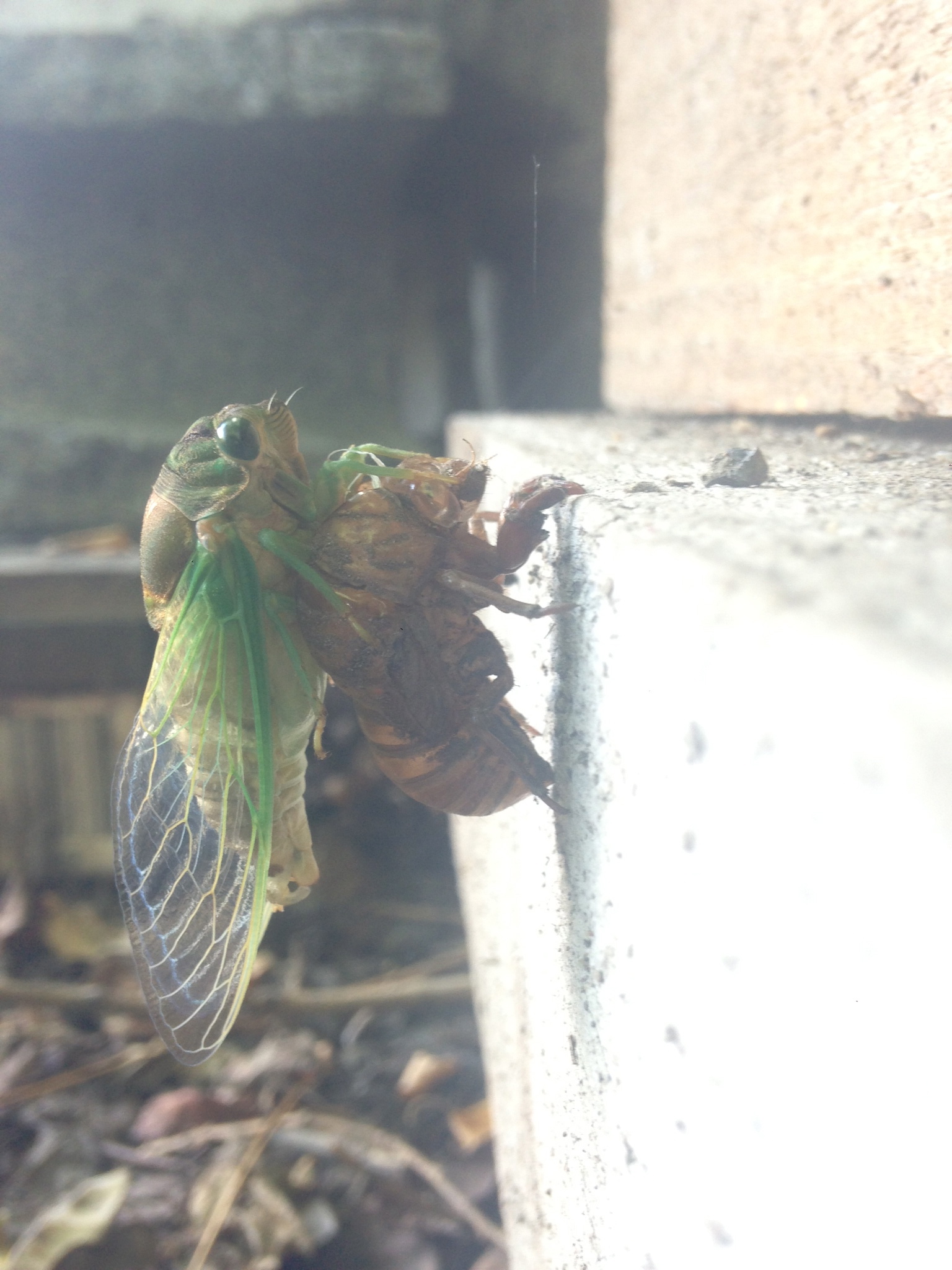 Old School Cicadalien — image 2 of 5